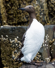 Guillemot, Sea Bird, on rocks at the Farne Islands, Northumberland, England, UK.
