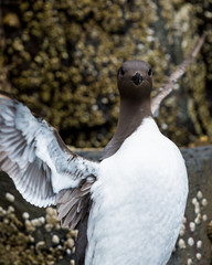 Guillemot, Sea Bird, on rocks at the Farne Islands, Northumberland, England, UK.