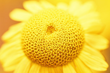 Beautiful natural yellow chamomile in macro. Top view