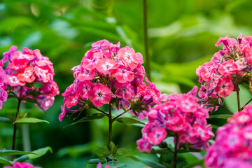 Stauden-Phlox (Phlox paniculata)  im Sommer 