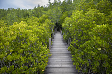 タイ国ラヨーン県のマングローブ林