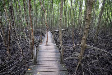 タイ国ラヨーン県のマングローブ林