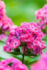 Hohe Stauden-Phlox (Phlox paniculata)  im Sommer 