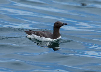 Guillemot, sea bird, swimming in the sea at the Farne Islands, Northumberland, England, UK.