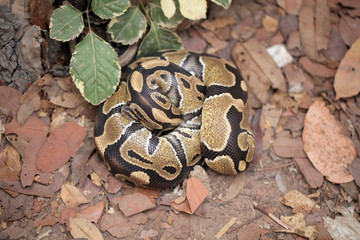 animal detail - close up macro photography of a ball yellow and black python snake body , outdoors in Africa with natural sunlight on dry leaves