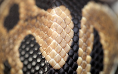 animal detail - close up macro photography of a ball yellow and black python snake , outdoors in Africa with natural sunlight