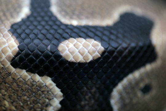 animal detail - close up macro photography of a ball yellow and black python snake , outdoors in Africa with natural sunlight