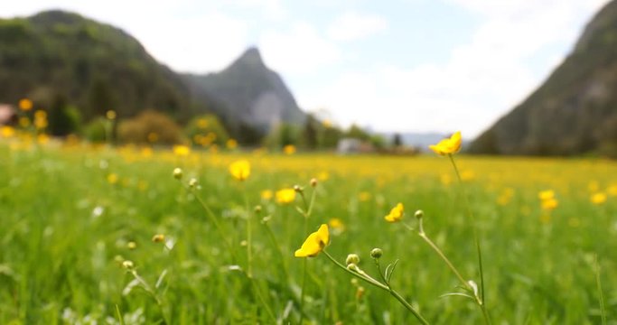 yellow flowers waft in mild wind in front of bavarian mountains