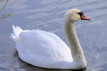 Obraz premium Swan swimming in a reservoir.
