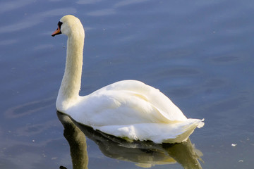 Swan swimming in a reservoir.