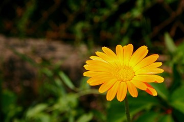 Pomarańczowy nagietek na tle ciemnozielonych zarośli.
