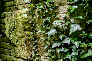 Wall is overgrown with green creeper plant