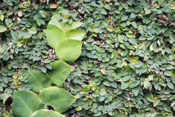 Green alive wall with climbing plant and leaves