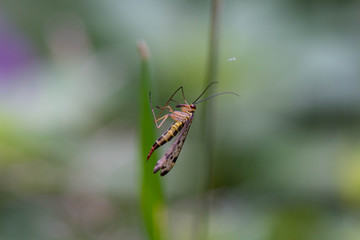scorpionfly in the cobweb