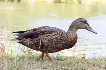 detailed duck