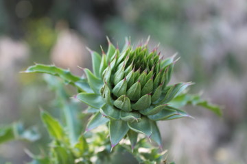 Festive Bouquet of flowers! beautiful wild flowers for a gift!