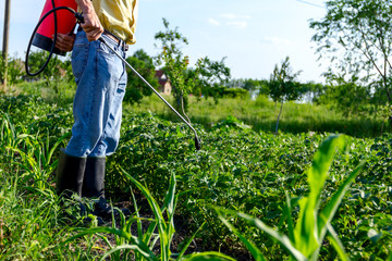 Farmer sprinkles potatoes with sprayer, rows of potato blooming plants