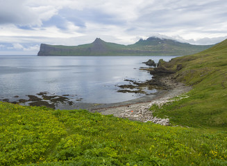 Scenic view on Hornbjarg cliffs in west fjords, remote nature reserve Hornstrandir in Iceland, with lush green grass meadow, yellow flowers, rocky pebble coast, wooden logs, sea and blue sky clouds