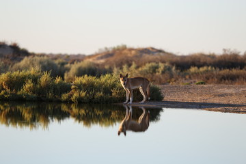 Dingo am Wasser