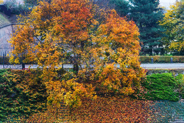 Obraz premium beautiful autumn tree in park