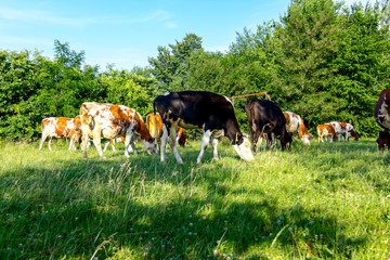 Fototapeta premium Bloodstock cows are grazing grass, on a pasture, meadow