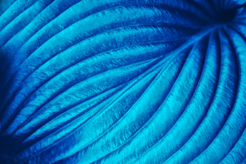 Plant leaf texture. Abstract blue nature background
