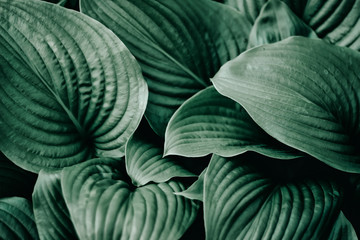 Green leaves texture. Abstract nature background