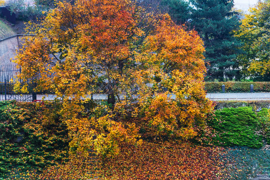 beautiful autumn tree in park