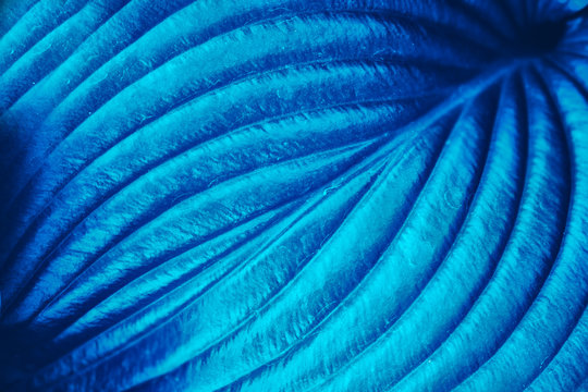 Plant Leaf Texture. Abstract Blue Nature Background