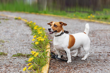 Jack russell terrier walking outdoors. Springtime.