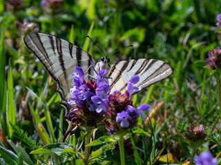 Iphiclides podalirius S01_05