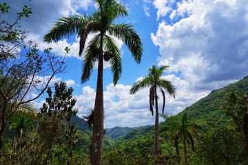 Fototapeta na wymiar Urwald auf Kuba - Regenwald - Tropen - Karibik