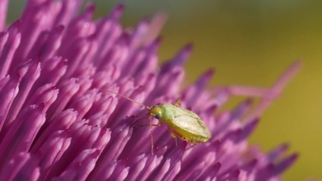 Small green bedbug Palomena prasina collects nectar on a pink thistle flower. Macro footage.