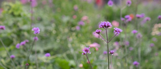 violet Ornamental Garden  Plant   flower field in garden