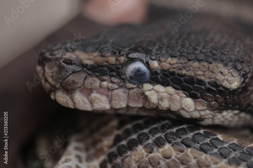 Animal Detail Close Up Macro Photography Of A Python Snake