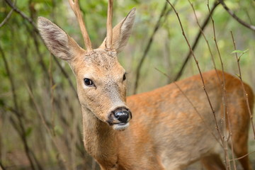 Олененок в сафари парке