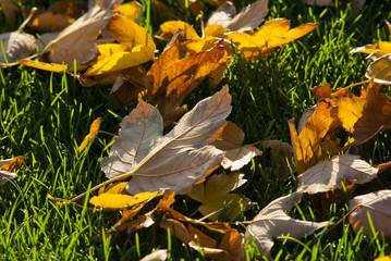 Autumn park