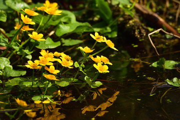 kingcup (marsh-marigold, Caltha palustris) - yellow flowers in a stream