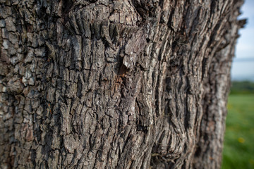 Close up of tree trunk, structured tree bark
