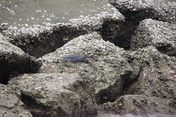 Pacific Reef Egret Bird on the stone on the sea beach Staring at the victim in the water.