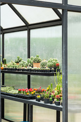 Many Cactus in glass garden room.