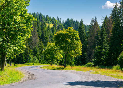 trees along the winding road. lovely nature scenery in summer time. travel by car concept