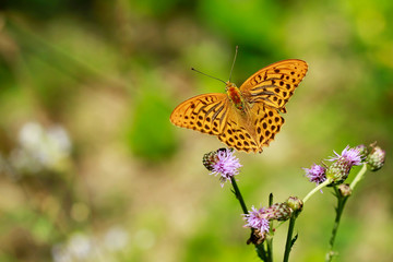 Silver-washed fritillary, Argynnis paphia, beautiful bright orange and black striped butterfly sitting on violet thistle flower, sunny summer day, blurry green, white and brown background