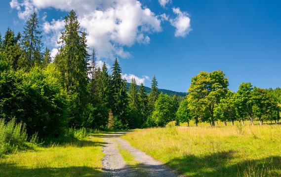 country road in to the deep spruce forest lovely nature scenery in summer. travel by car concept