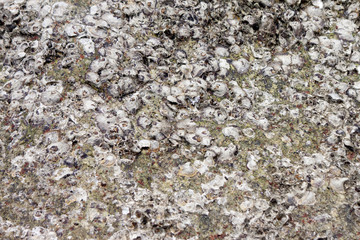 The rock on surface with shells are attached to the dead stone.