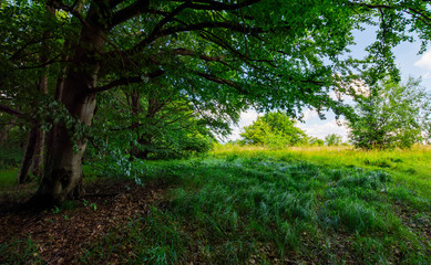 ancient beech forest meadow in summer. beautiful scenery in shade of old trees