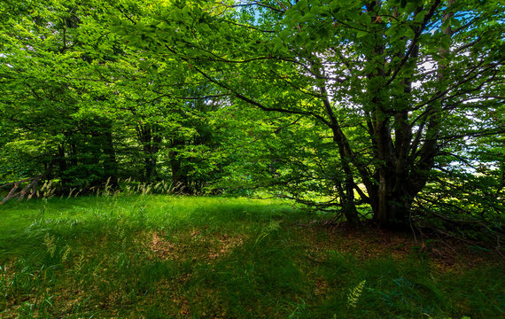 deep ancient beech forest in summer. beautiful silent scenery