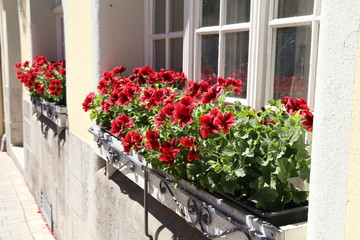 Fototapeta na wymiar Red flowers on the windowsill