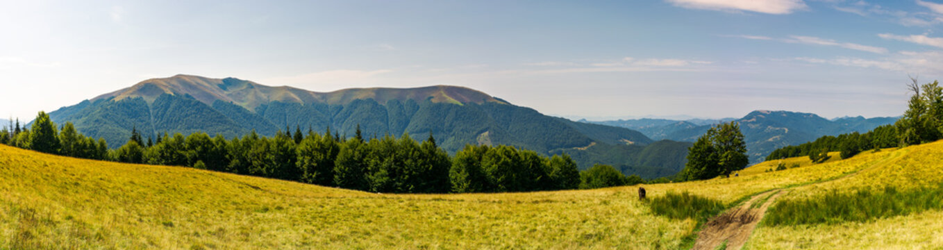 beautiful panorama of summer landscape in mountain. beech forest on a grassy meadow. huge mountain in the far distance. 