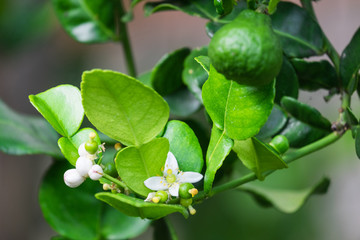 Flower of Lime or green lemon tree.